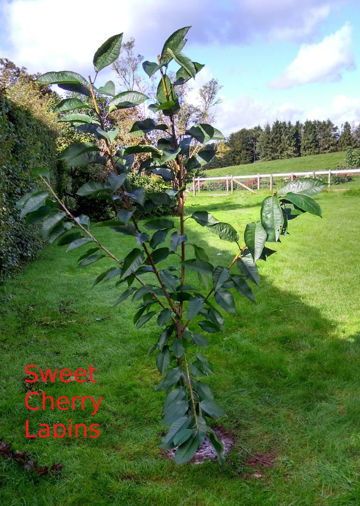 Sweet cherry