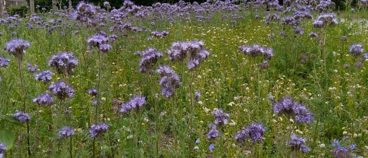 IMG_20180620_115243898_HDR