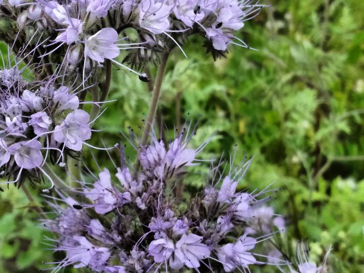 IMG_20180620_115313651