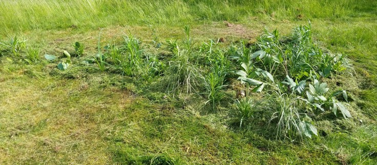 IMG_20190601_163924866_HDR